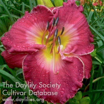 Daylily Blossoming Romance